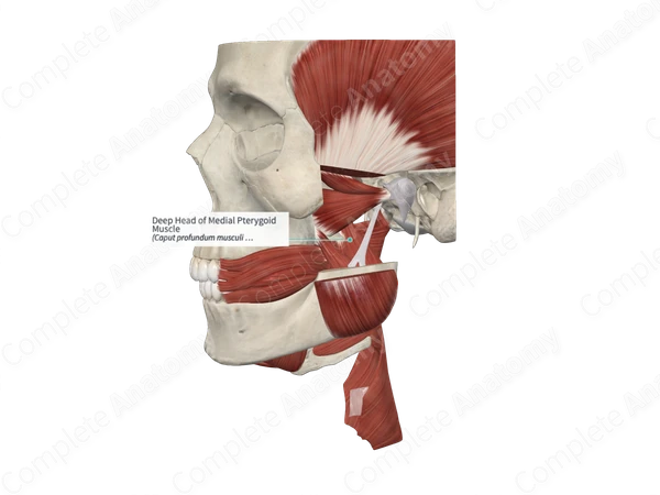 Deep Head of Medial Pterygoid Muscle