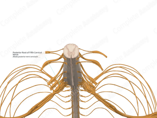 Posterior Root of Fifth Cervical Nerve 