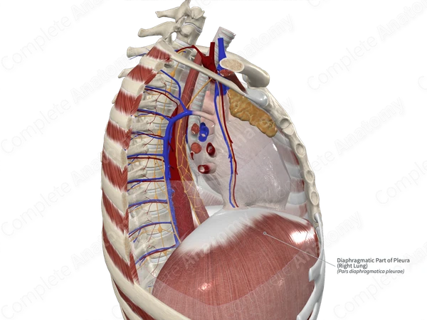 Diaphragmatic Part of Pleura (Right Lung)