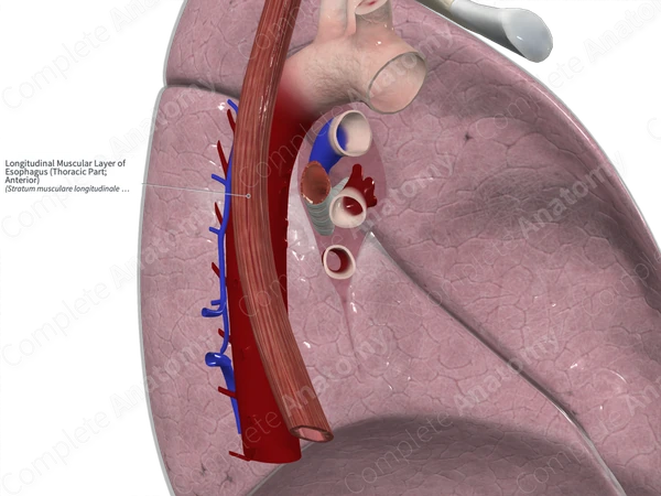 Longitudinal Muscular Layer of Esophagus (Thoracic Part; Anterior)