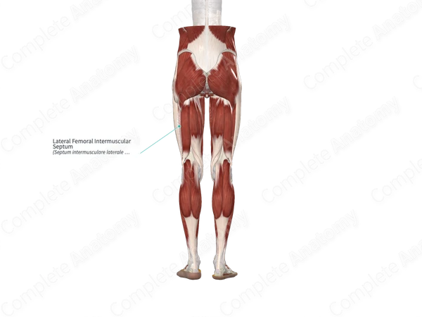 Lateral Femoral Intermuscular Septum