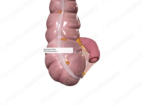 Ileocecal Fold
