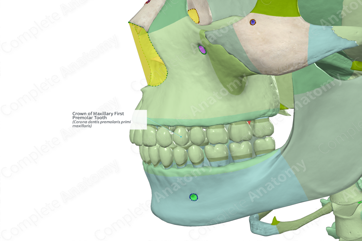 Crown of Maxillary First Premolar Tooth