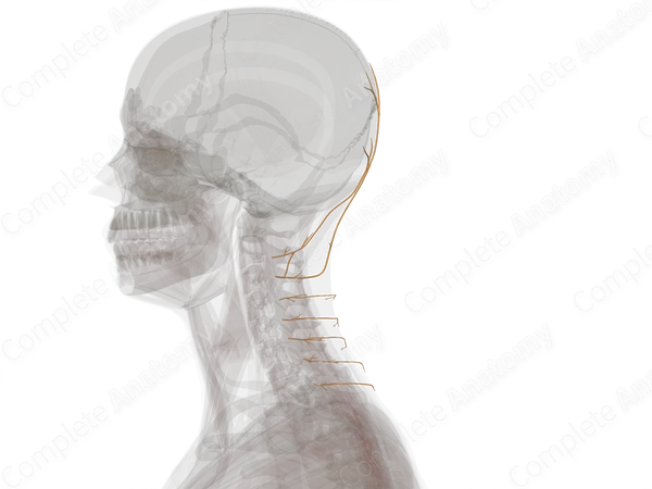 Medial Branches of Posterior Rami of Cervical Nerves (Left)