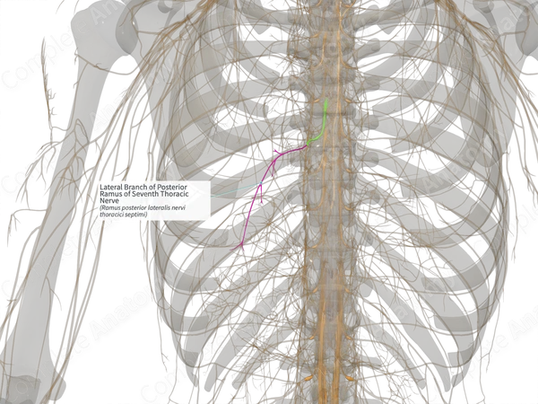 Lateral Branch of Posterior Ramus of Seventh Thoracic Nerve (Left)