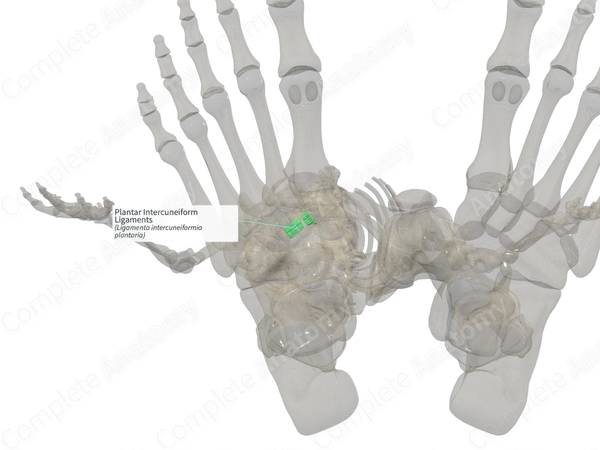 Plantar Intercuneiform Ligaments (Left)