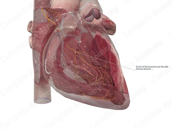 Trunk of Atrioventricular Bundle