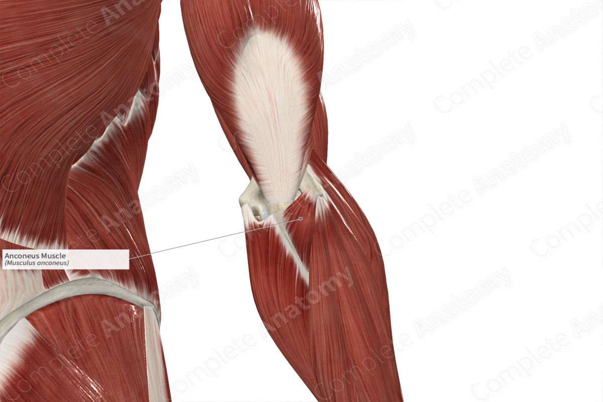 Anconeus Muscle 