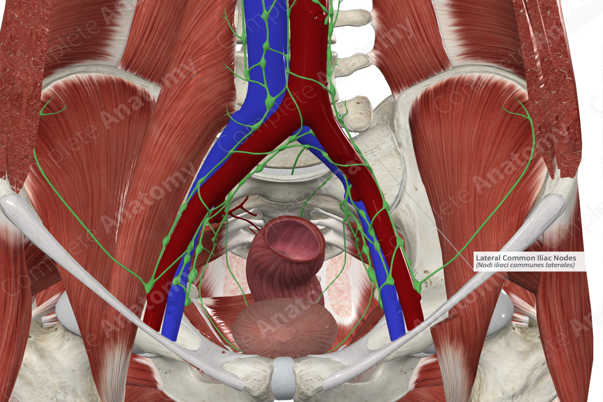 Lateral Common Iliac Nodes 