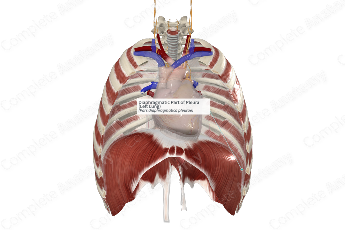 Diaphragmatic Part of Pleura (Left Lung)