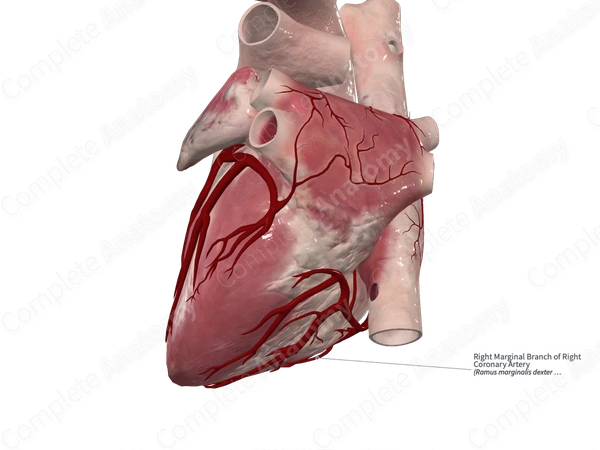 Right Marginal Branch of Right Coronary Artery