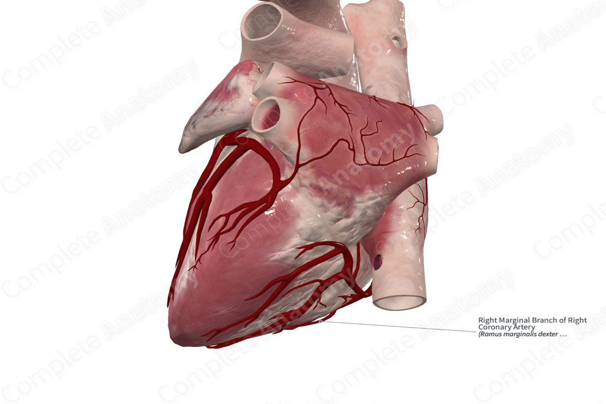 Right Marginal Branch of Right Coronary Artery