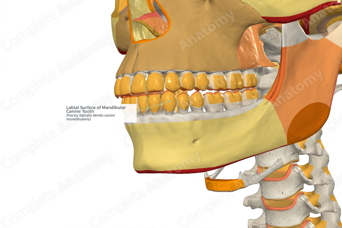 Labial Surface of Mandibular Canine Tooth