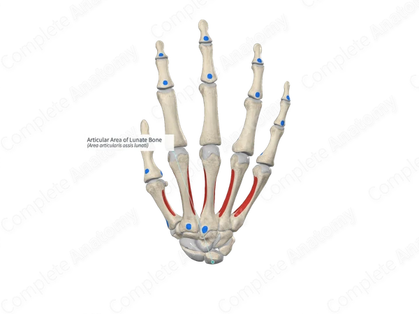 Articular Area of Lunate Bone