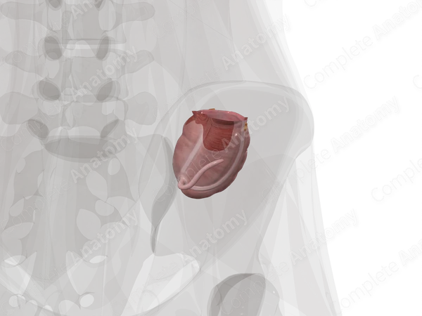 Cecum