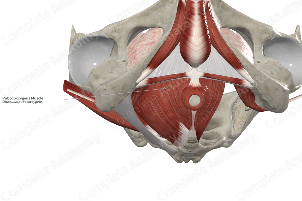 Pubococcygeus Muscle 