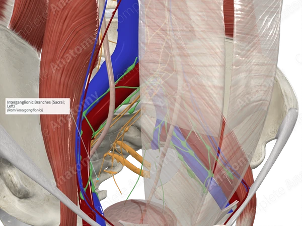 Interganglionic Branches (Sacral; Left)