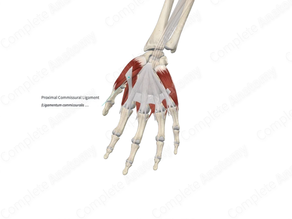 Proximal Commissural Ligament
