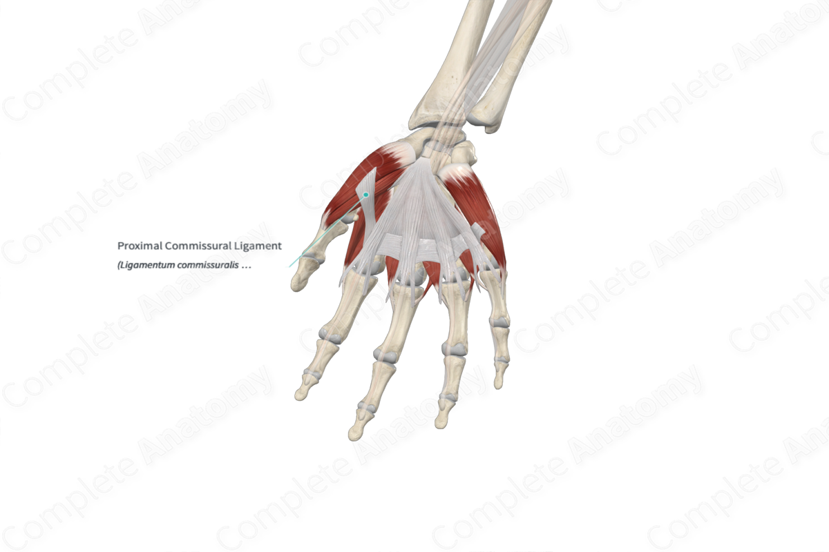 Proximal Commissural Ligament 