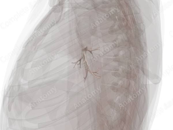 Bronchi of Inferior Lobe of Right Lung
