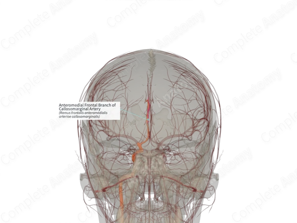 Anteromedial Frontal Branch of Callosomarginal Artery (Left)