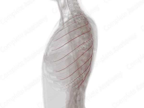 Collateral Branches of Posterior Intercostal Arteries (Left)