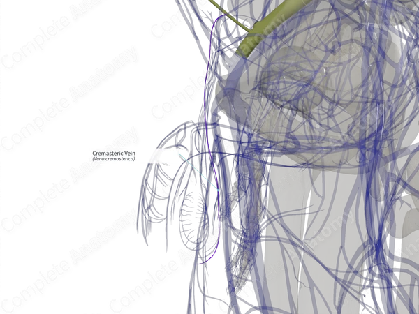 Cremasteric Vein (Right)