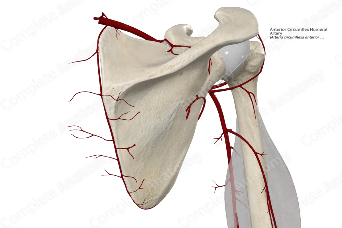Anterior Circumflex Humeral Artery 