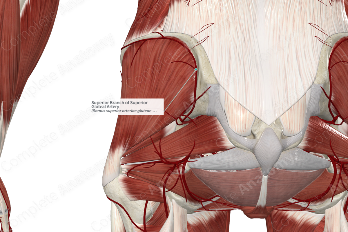 Superior Branch of Superior Gluteal Artery 
