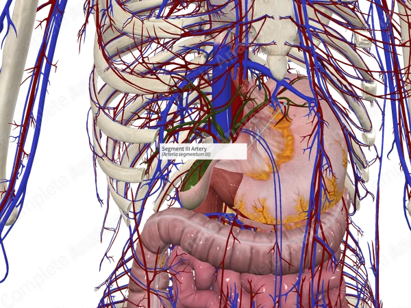 Segment III Artery