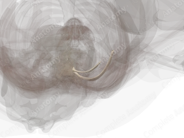 Floating Ribs (Left)