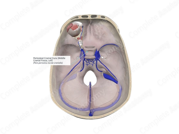 Periosteal Cranial Dura (Middle Cranial Fossa; Left)