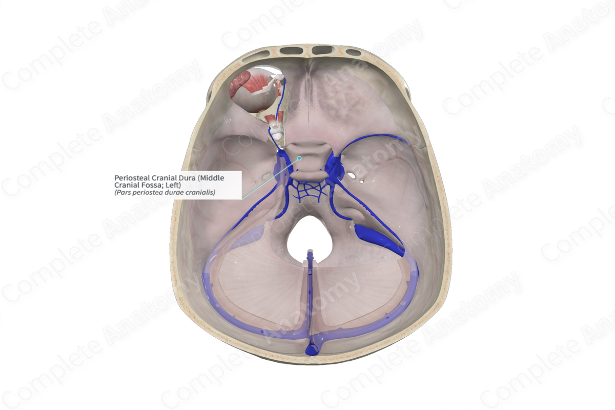 Periosteal Cranial Dura (Middle Cranial Fossa; Left)