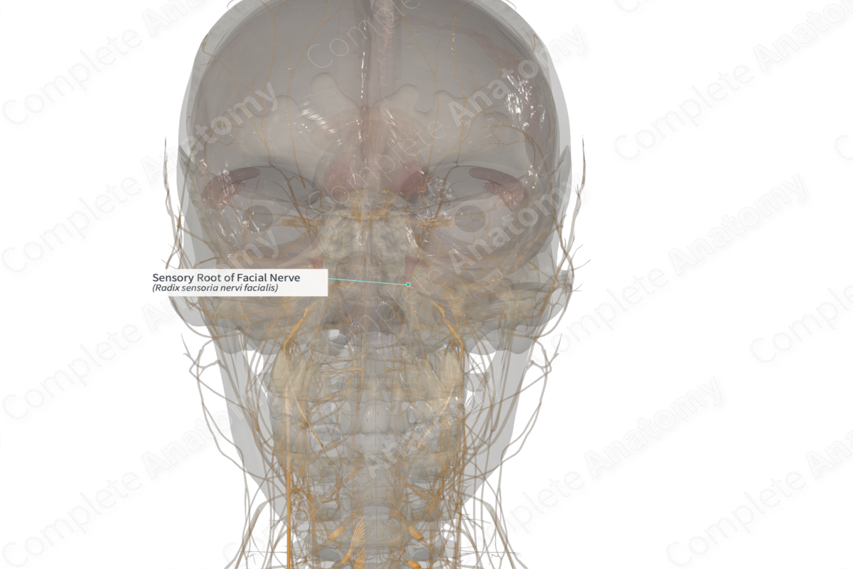 Sensory Root of Facial Nerve (Right)