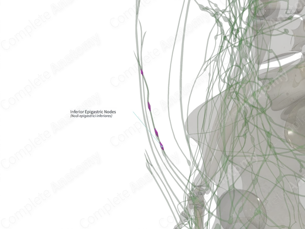 Inferior Epigastric Nodes (Left)