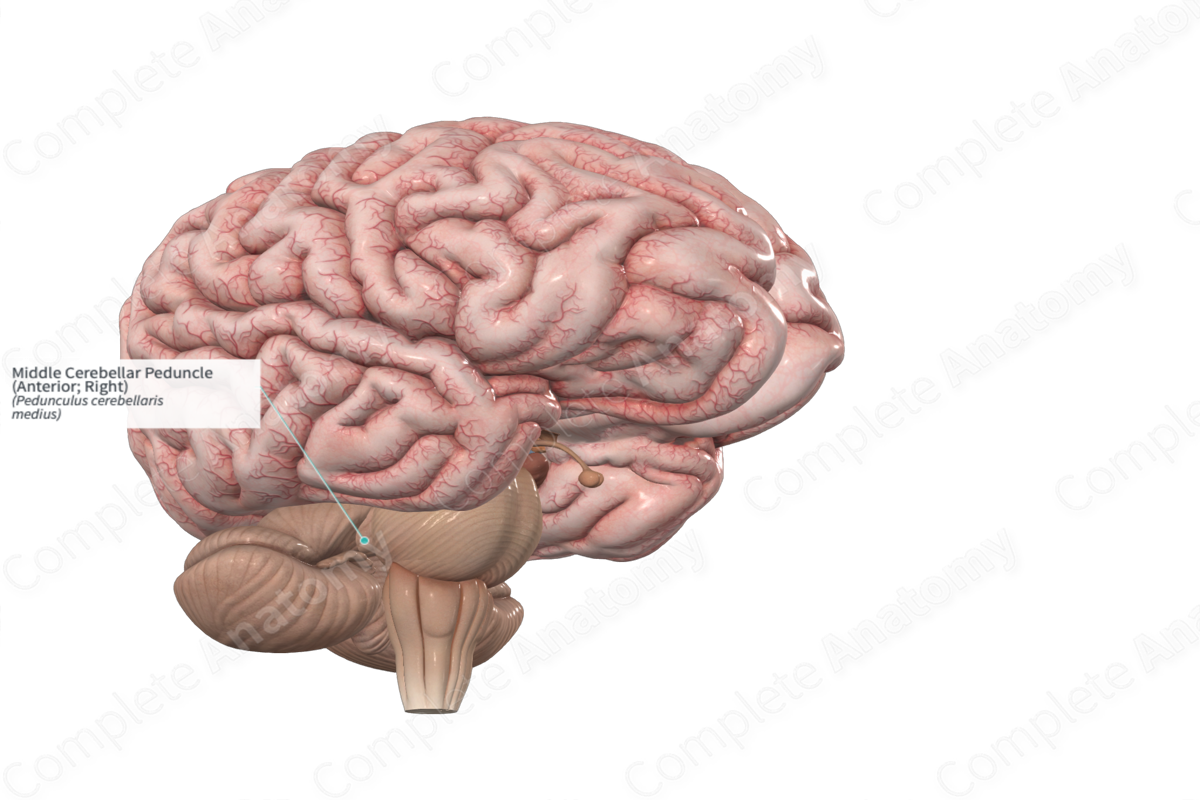 Middle Cerebellar Peduncle (Anterior; Right)