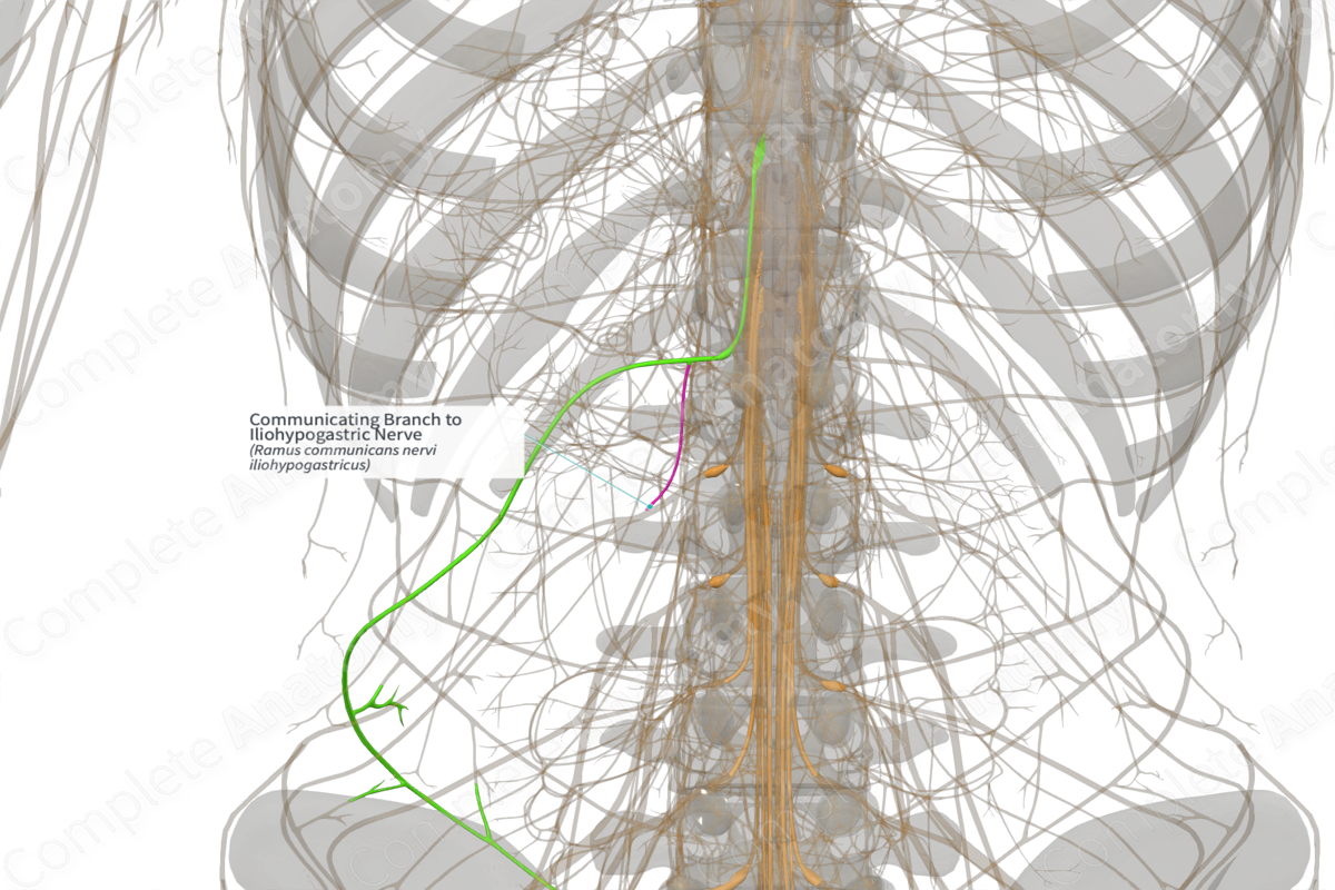 Communicating Branch to Iliohypogastric Nerve (Left)