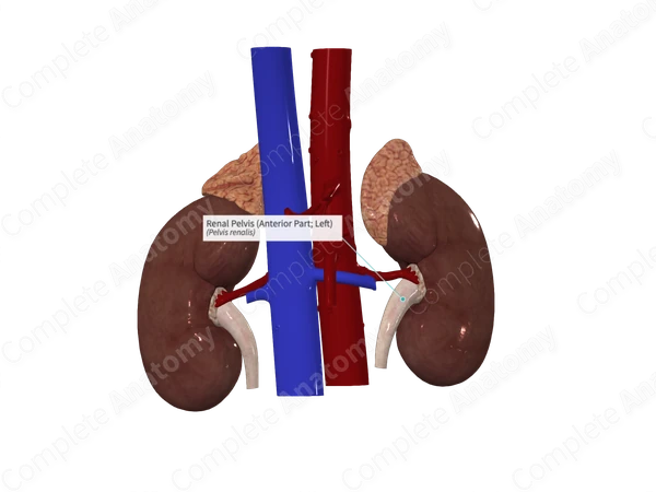 Renal Pelvis (Anterior Part; Left)
