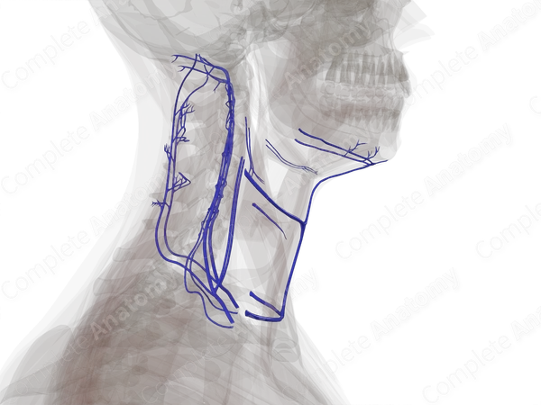 Veins of Neck