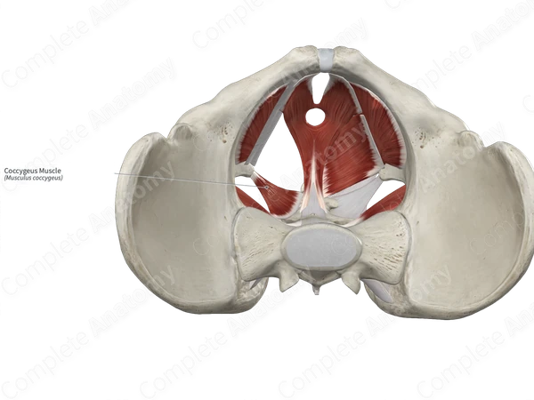 Coccygeus Muscle