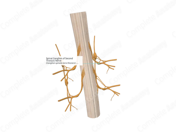 Spinal Ganglion of Second Thoracic Nerve