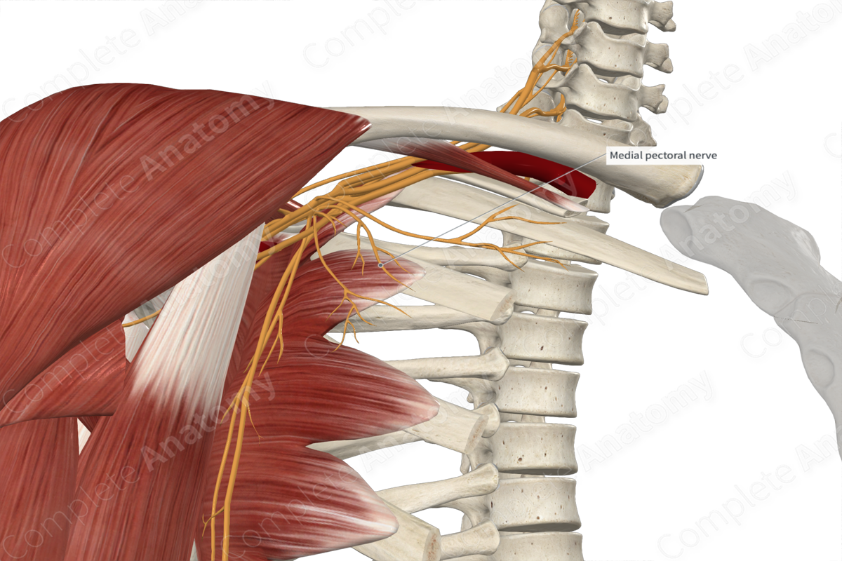 Medial Pectoral Nerve 