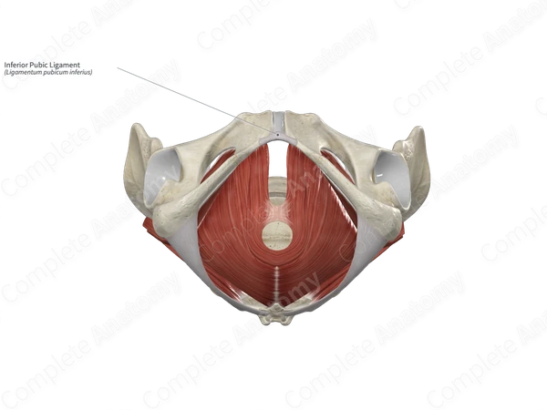 Inferior Pubic Ligament