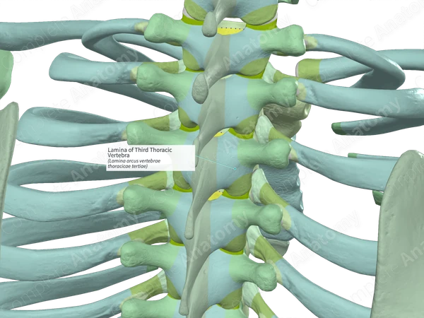 Lamina of Third Thoracic Vertebra (Right)