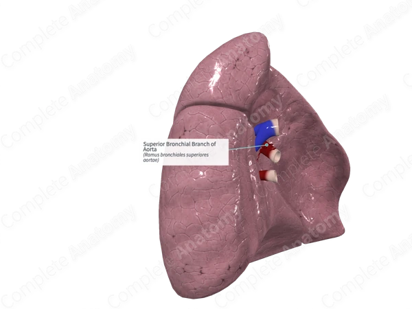 Superior Bronchial Branch of Aorta