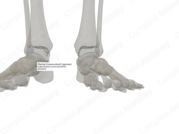 Plantar Cuneocuboid Ligament (Left)