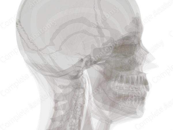 Retrodiscal Tissue of Temporomandibular Joint (Left)