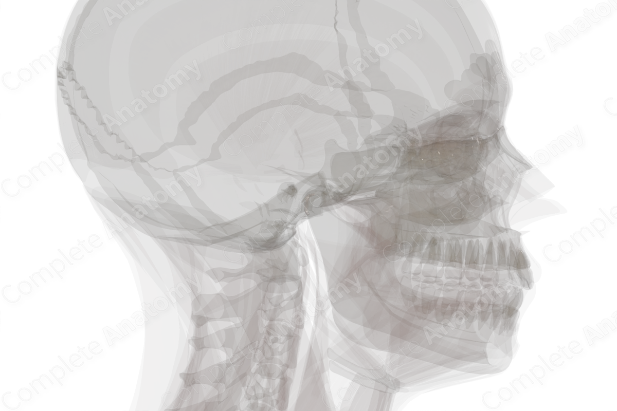 Retrodiscal Tissue of Temporomandibular Joint (Left)