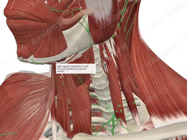 Left Jugular Lymphatic Trunk