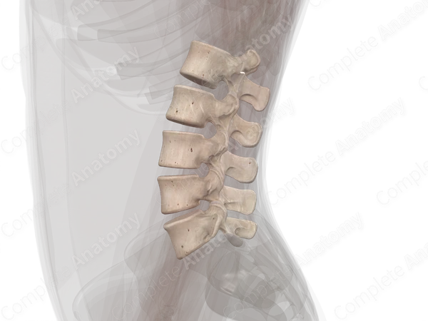Lumbar Vertebrae